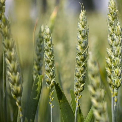 Зерно пшеницы на фоне поля - Артемисия