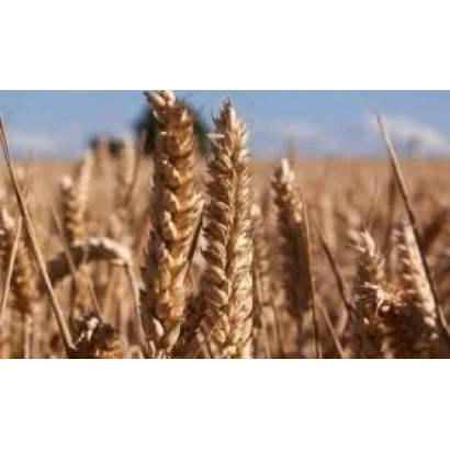 Поле пшеницы с колосками на фоне голубого неба - Артист