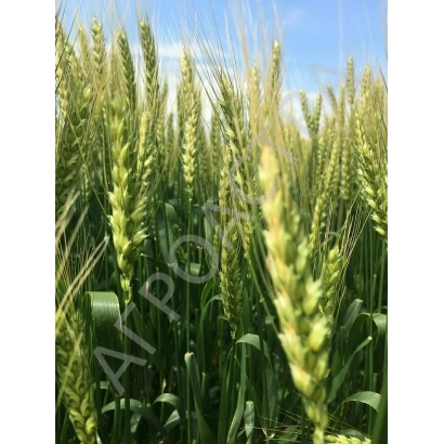 Зерно пшеницы на фоне зелёного поля - Аскет