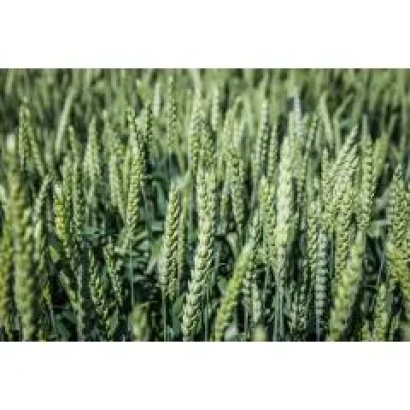 Зеленые колосья пшеницы на поле - Ясногирка