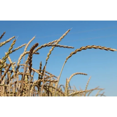 Зрілі колосся пшениці на фоні блакитного неба - Аттергауер Дінкель