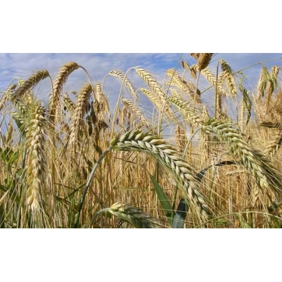 Поле пшеницы на фоне голубого неба - Аурата