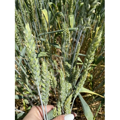 Стебли пшеницы с колосками на фоне поля - АЮТА