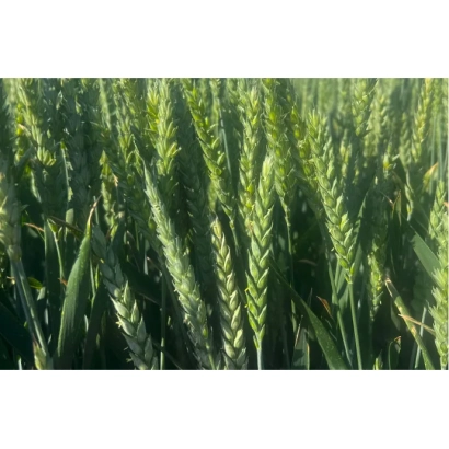 Поле пшеницы сорта Авеню