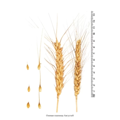 Зерно пшеницы сорта Августа с измерительной линейкой
