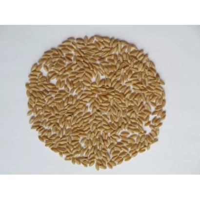 Круг із пшеничних зерен на білому фоні - БАГАНОЧКА