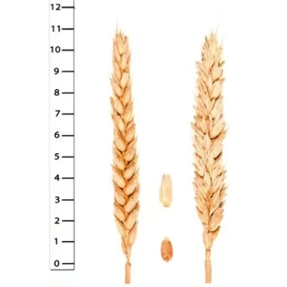 Стебли пшеницы с зерном на фоне линейки - БАГРАТ