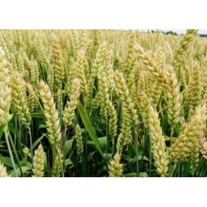 Поле пшеницы с колосками на переднем плане - Балатон