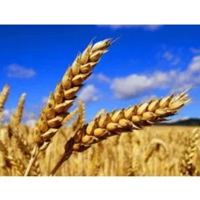 Степь с колосьями пшеницы на фоне голубого неба - Балетка