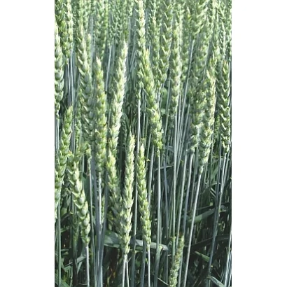 Зерно пшениці на полі - Бардотка