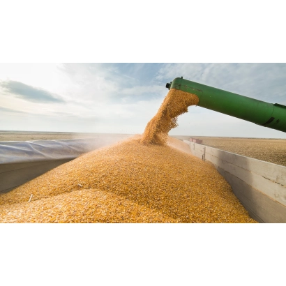 Wheat grain being unloaded from a machine onto a field - BASHKIRSKAYA 29