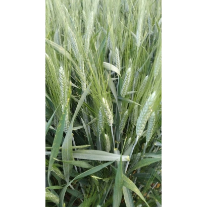 Green wheat stalks against a field background - Bella