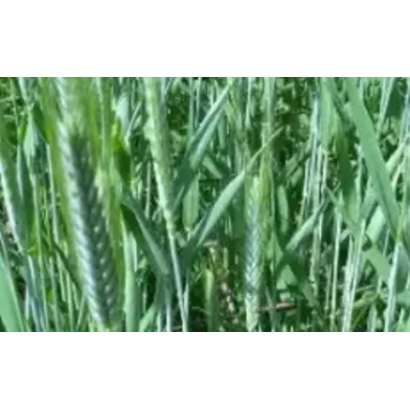 Зелені стебла пшениці Безенчукська 182 на фоні поля