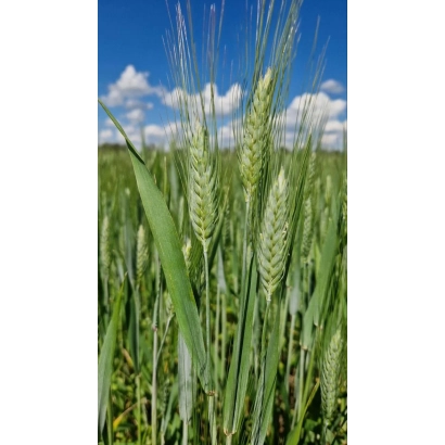 Wheat field with ears against a blue sky - Bezmezhna