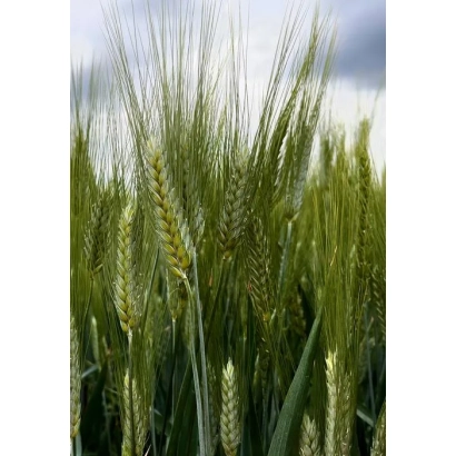 Зерно пшениці на фоні неба - БГ Дуріамо 2С