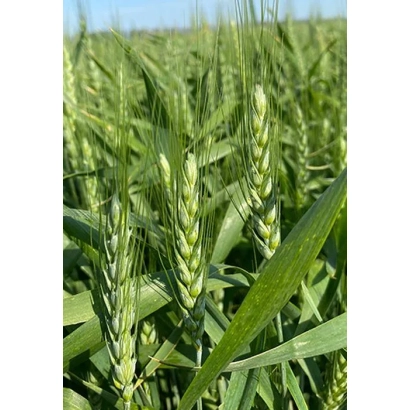 Поле пшеницы БГ Икона 2С