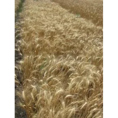 Поле пшеницы на фоне неба - Благо