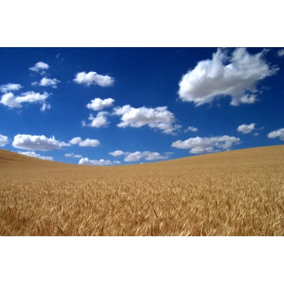 Поле пшениці на фоні блакитного неба з хмарами - Блискучий