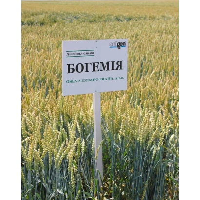 Знак с надписью БОГЕМІЯ на фоне поля пшеницы - Богемия