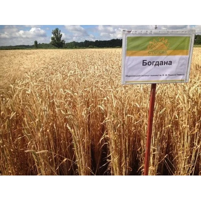 Золоте поле пшениці з табличкою «Божена» на передньому плані.