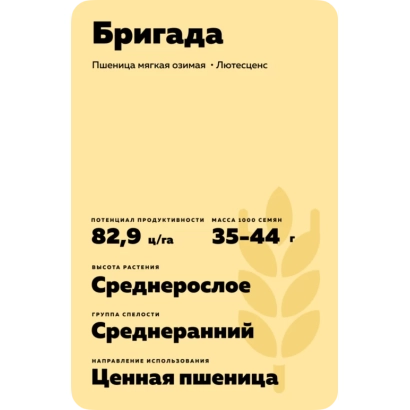 Семечко пшеницы сорта «БРИГАДА» от производителя «Летосемя»
