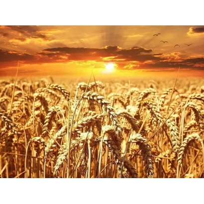Wheat field at sunset - BURYATIAN BEARDED