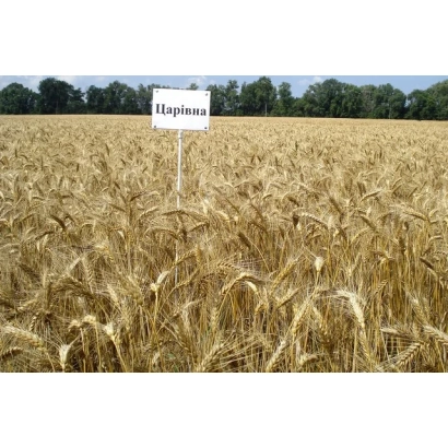 Поле пшеницы с табличкой Народна - Царивна