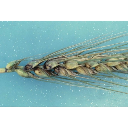 Стебли пшеницы Цецилиус на синем фоне