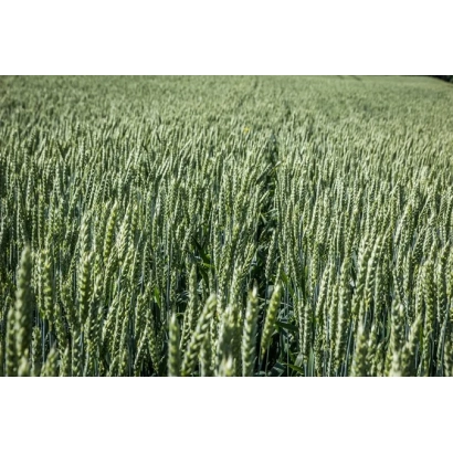 Поле пшеницы Чигиринка