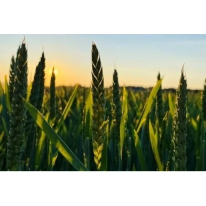 Поле пшениці на заході - Сінді