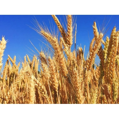 Золотые колосья пшеницы на фоне голубого неба - Коллиодур