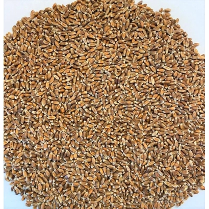 Крупний план зерен пшениці Чорноброва