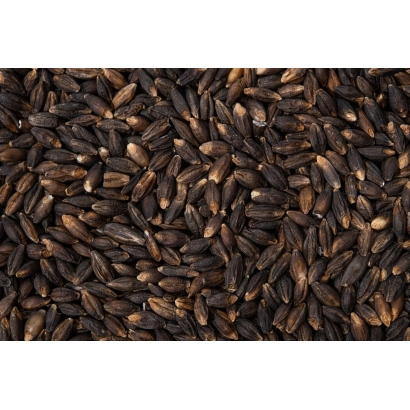 Чорнозерна пшениця