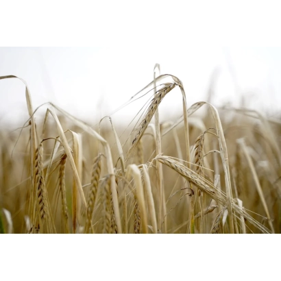 Золотистые колосья пшеницы на фоне поля - Даганская