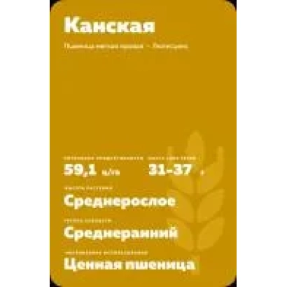 Wheat seed bag of variety Kamskaya - DALGHAU 1
