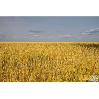 Поле пшеницы под голубым небом - ДАЛЬГАУ 4