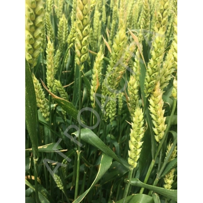 Wheat field with no visible product name - DAR ZERNOGOROD