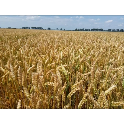 Поле пшеницы на фоне неба - Дарунок Подилля