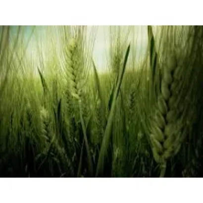 Поле пшеницы на фоне неба - Дебиан