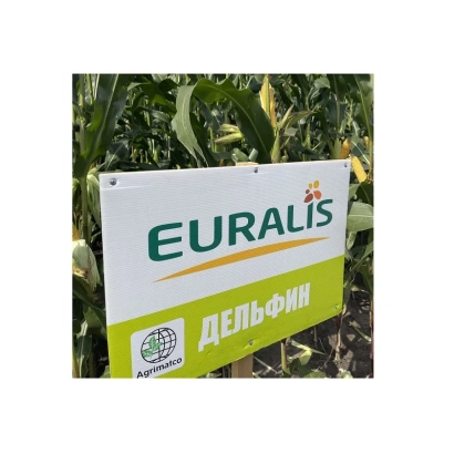 Зерно Дельфин от Euralis на фоне кукурузы