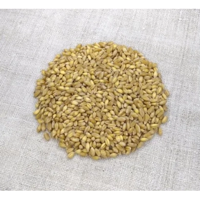 Круг из зерен пшеницы на светлом фоне - Демира