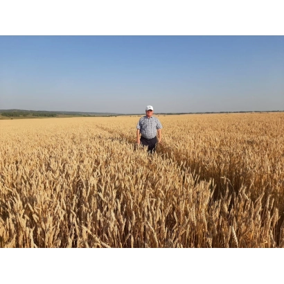 Поле пшеницы с человеком в центре - ДФ 2020