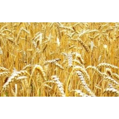 Золоте поле пшениці DIGANA - ДІГАНА