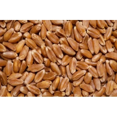 Зерно пшеницы сорта Династия