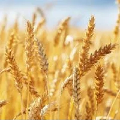 Золоті колосся пшениці на фоні неба - Дніпрянка