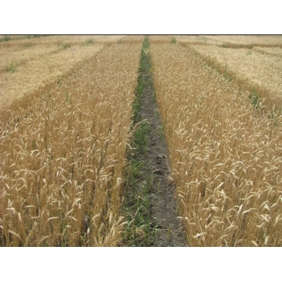 Поле пшениці - Дніпряна