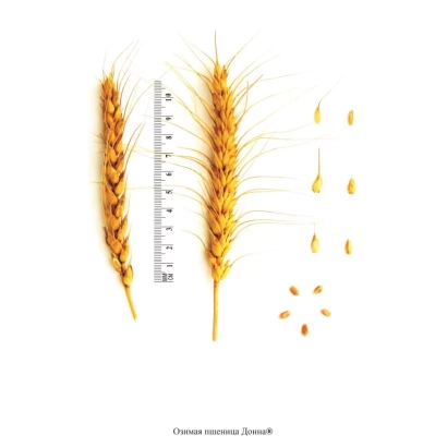 Стебла пшениці сорту ДОННА з зерном та міркою вимірювання