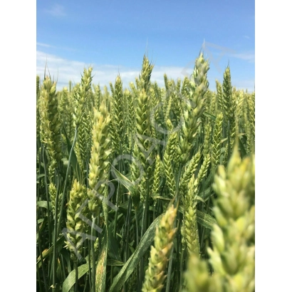 Поле пшеницы под голубым небом - ДОНСКАЯ ЮБИЛЕЙНАЯ