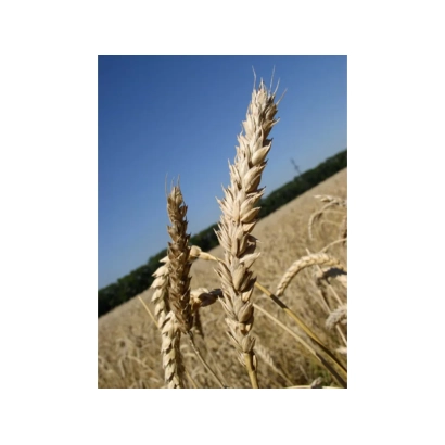 Степь с колосьями пшеницы на фоне голубого неба - Доридна