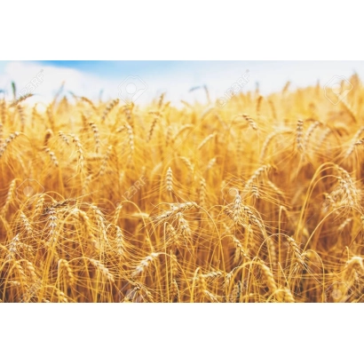 Золотое поле пшеницы на фоне голубого неба - Досконалисть одеская